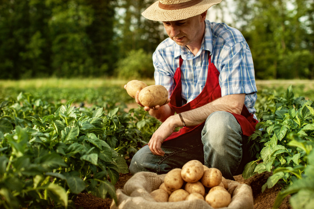 A farmer taking potatoes from his farm